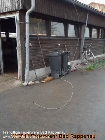 Acht tote Kühe im Stall…