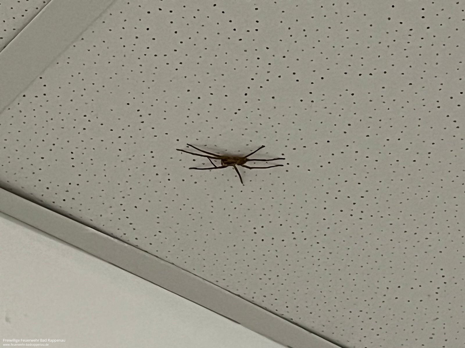 Unbekannte Spinne in Supermarkt aufgetaucht