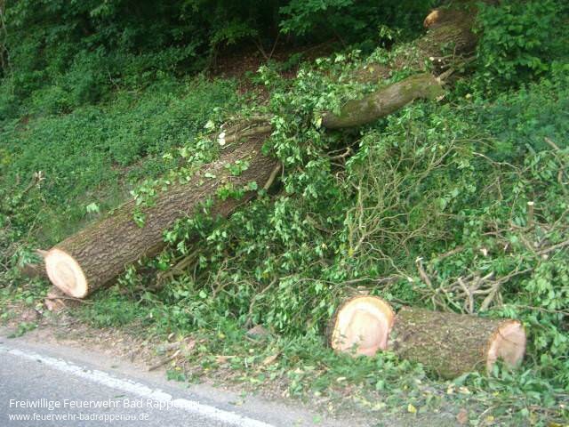 Windbruch - L528 - Heinsheim
