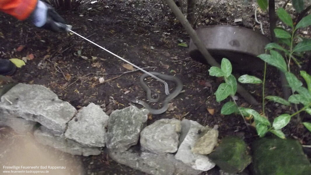 Schlange in Babstadter Garten gefangen