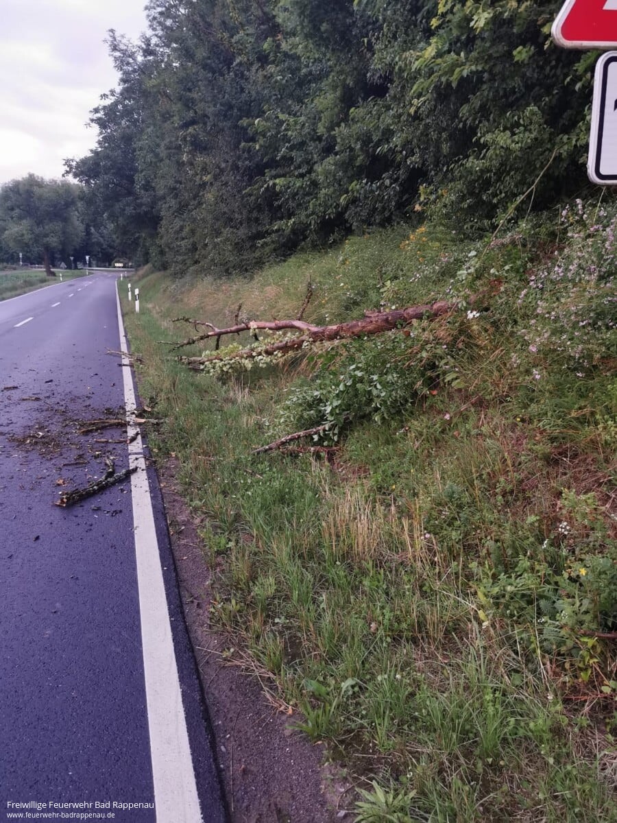 Baum auf Strasse